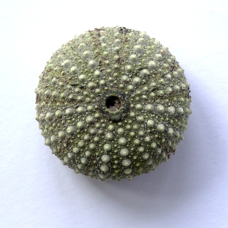 anemone